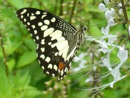 Butterflies Screensaver 2007 screenshot